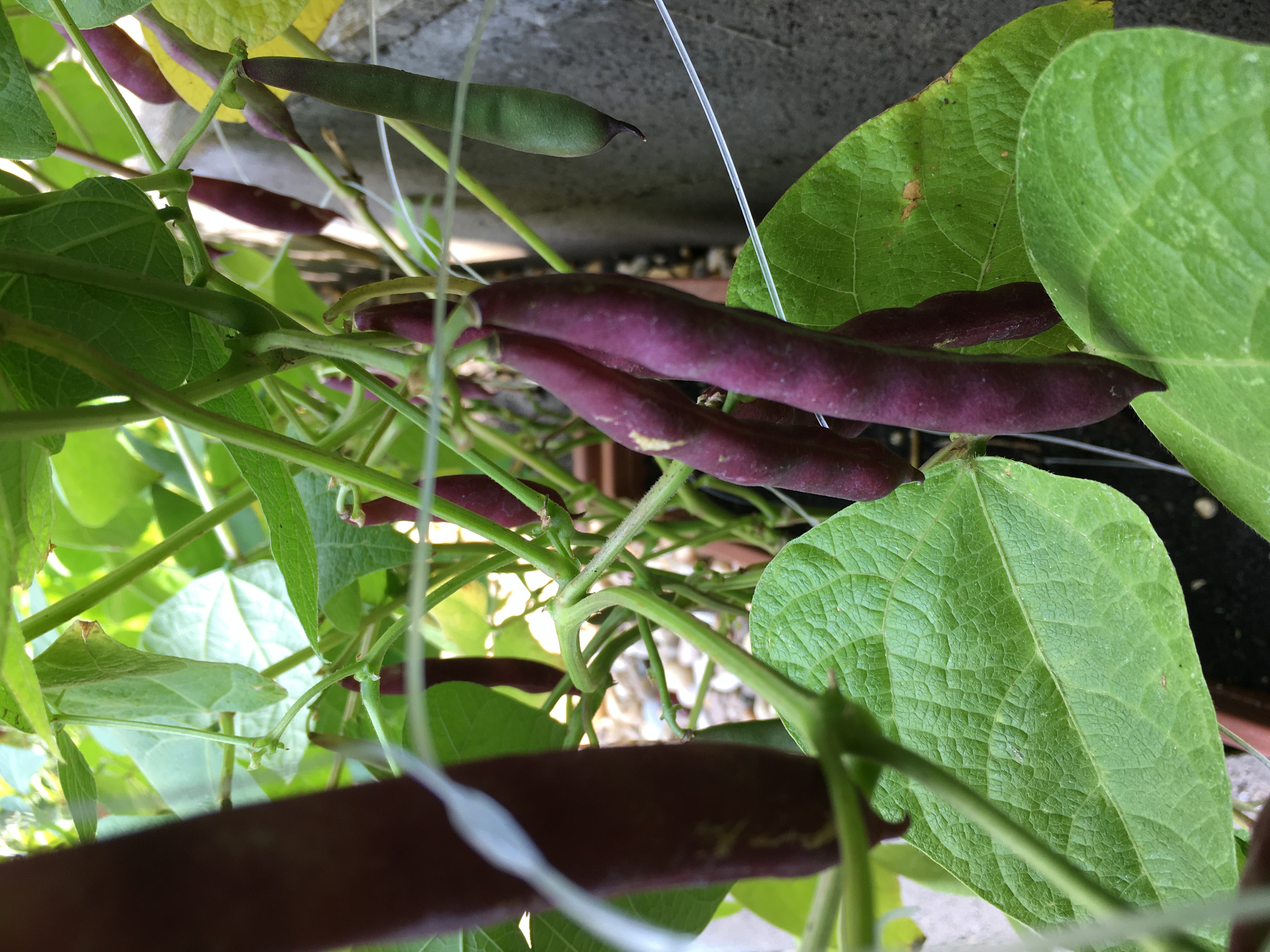 Citizen Science Experiment